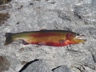 golden-trout-3